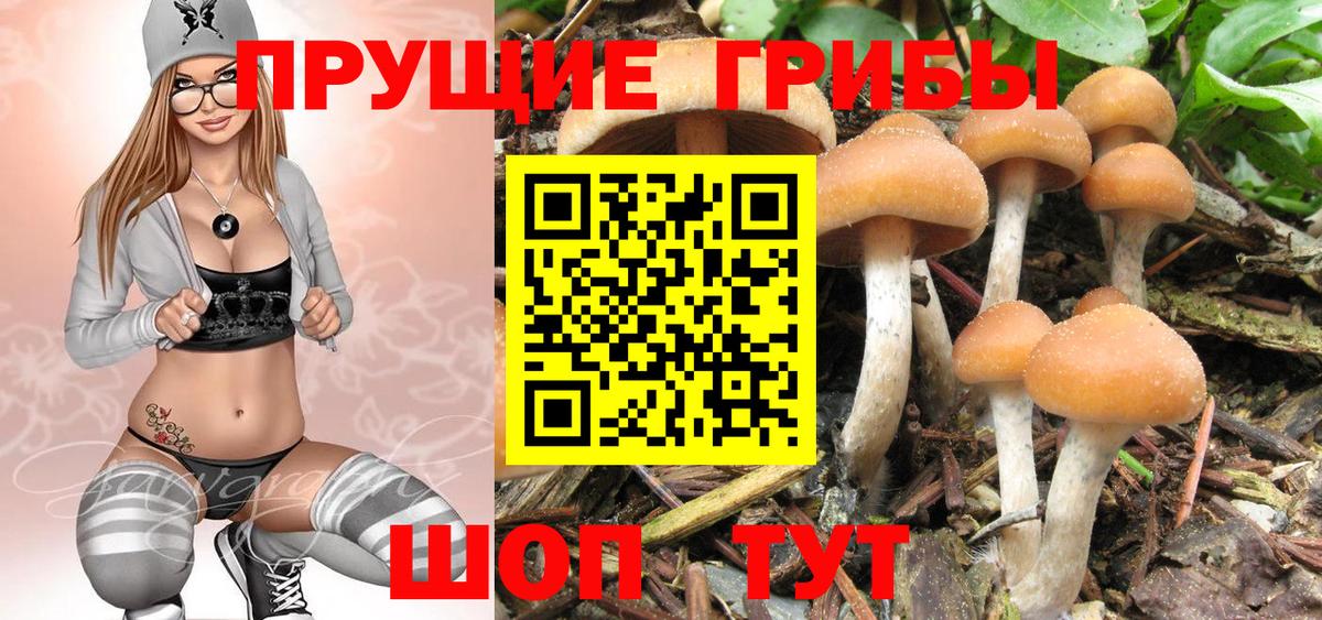 Ишим  Псилоцибиновые грибы Psilocybine cubensis  Вход с VPN 